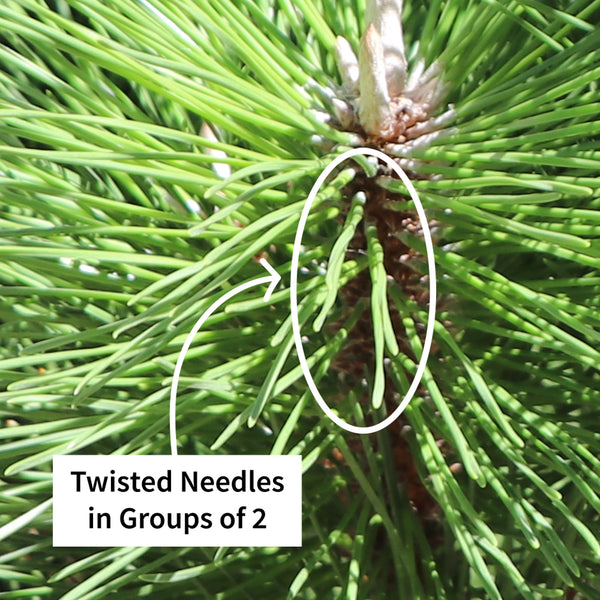 twisted pine needles