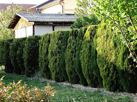 Use evergreen trees to add privacy, texture or evergreen color to your California landscape