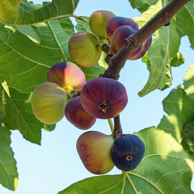 Edible Fig  Future Tree Health