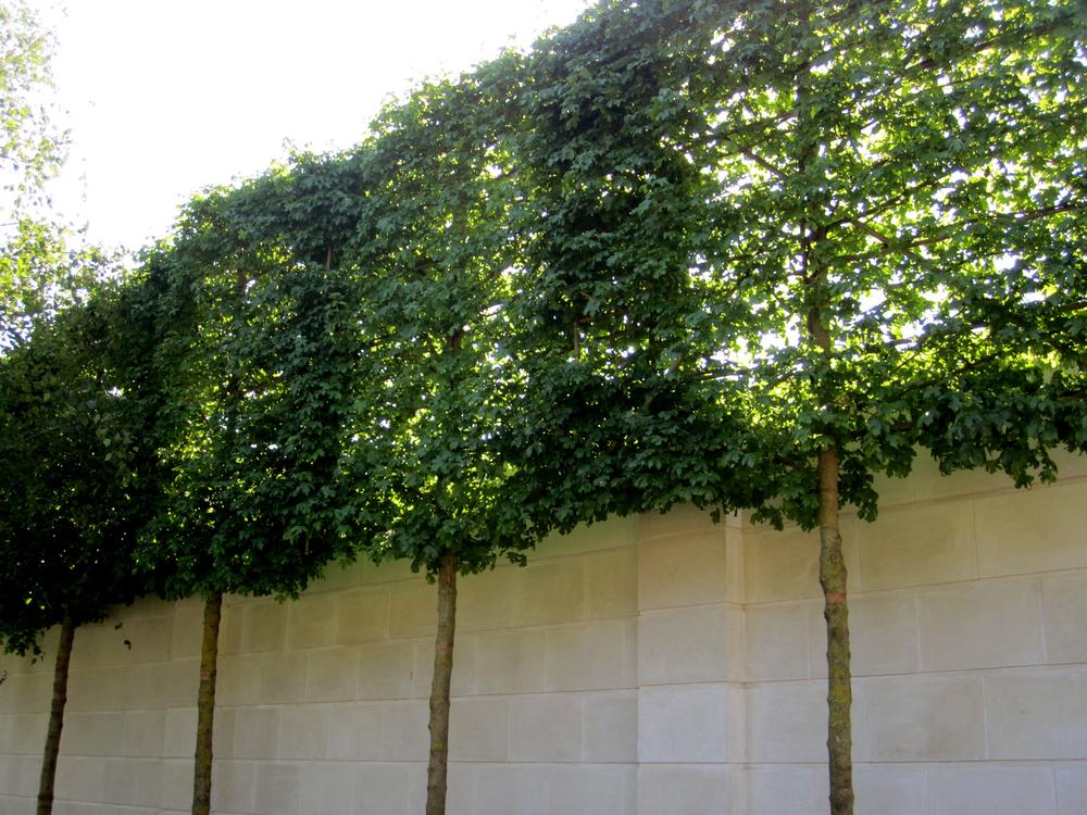 Privacy Fence: 3 Tips to Create a Green Screen – FastGrowingTrees.com