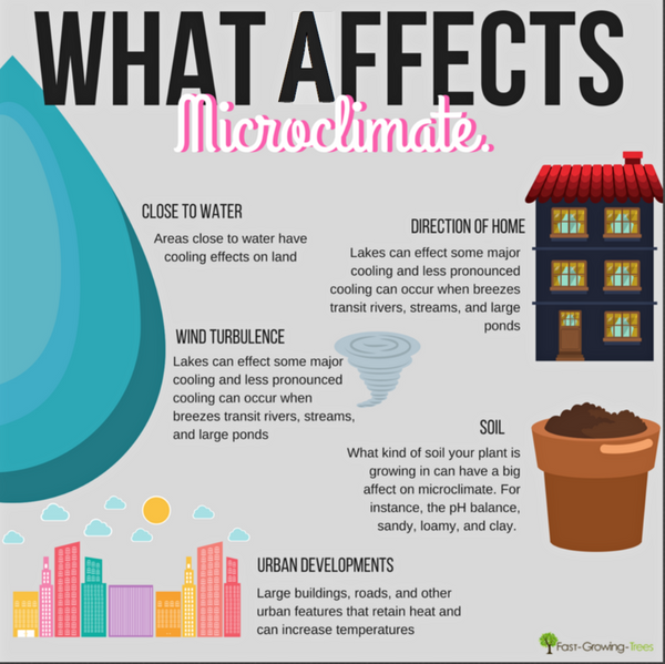 Consider the Microclimates of Your Home