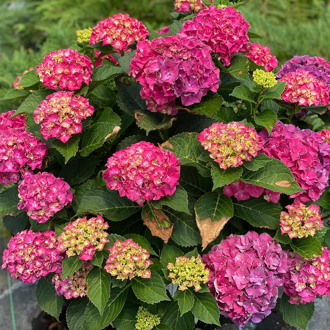 #2 - Proven Winners® Wee Bit Grumpy® Hydrangea