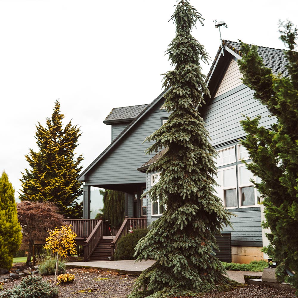 Weeping White Spruce Tree