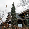 Weeping White Spruce Tree