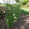 White Pillar® Rose of Sharon Althea