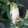 Pugster White® Butterfly Bush