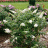 Pugster White® Butterfly Bush