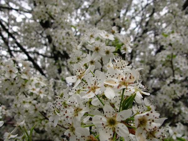 Flowering Trees