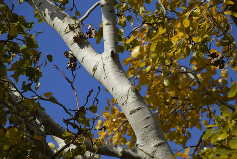 White Bark Trees and Where to Find Them