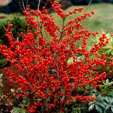 Vibrant red Winterberry Holly in a lush garden setting