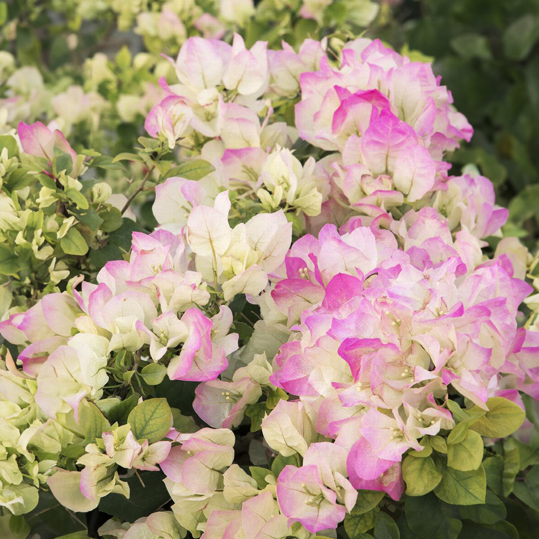 Yani's Delight Bougainvillea