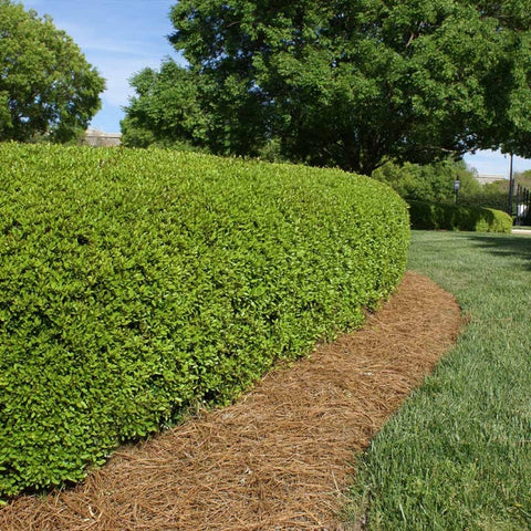 Trimmed Dwarf Yaupon Holly hedge lining a grassy path