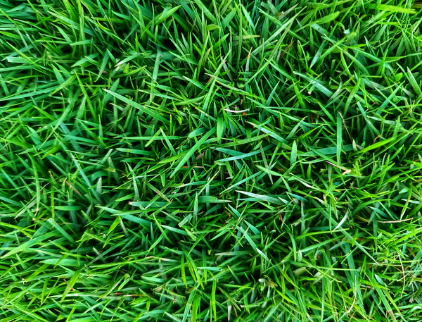 Zoysia Grass