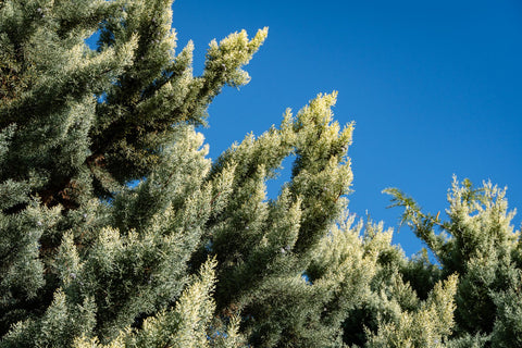 Arizona Cypress tree branches against a clear blue sky.