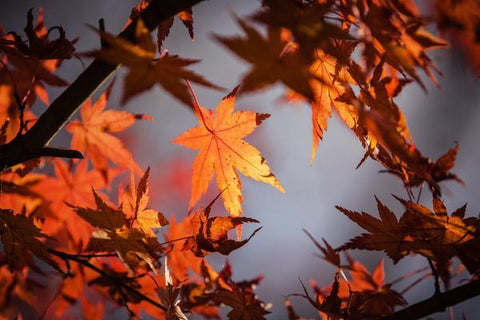 Sunlit Amur Maple leaves displaying vibrant autumn colors