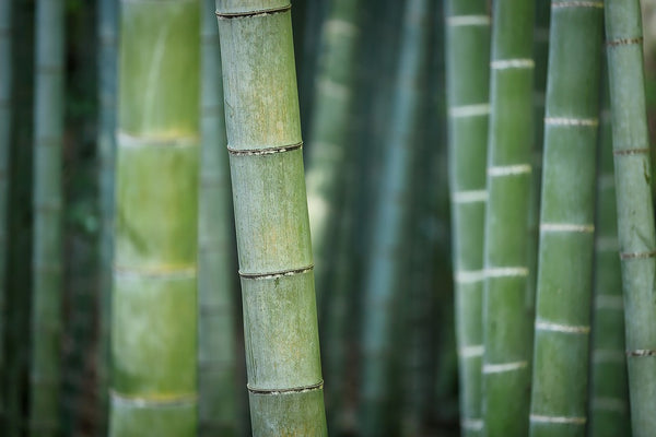 Bamboo