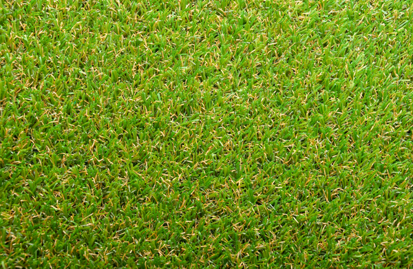 bermudagrass