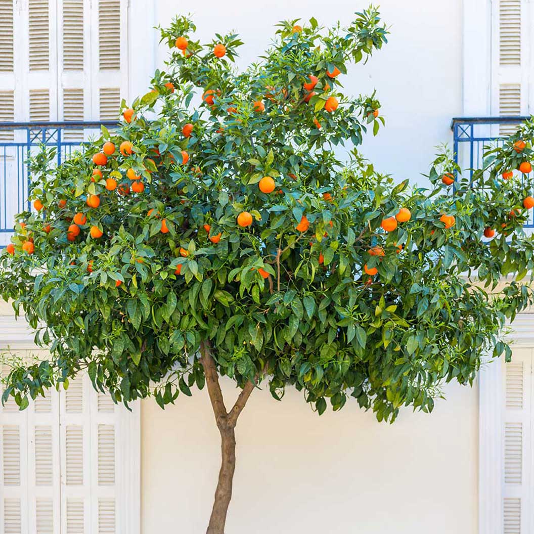 Blood Orange Tree