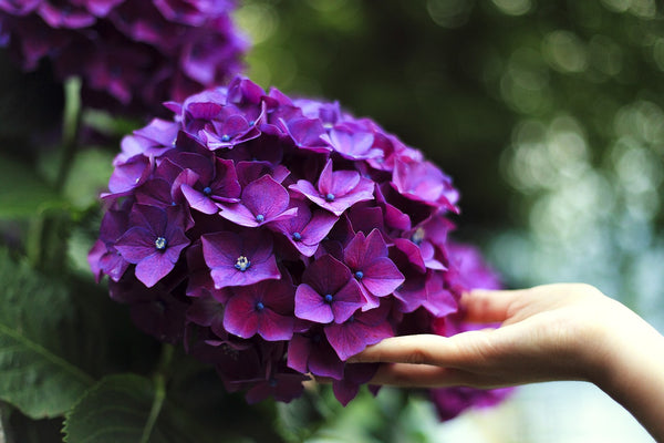 Caring for Hydrangeas