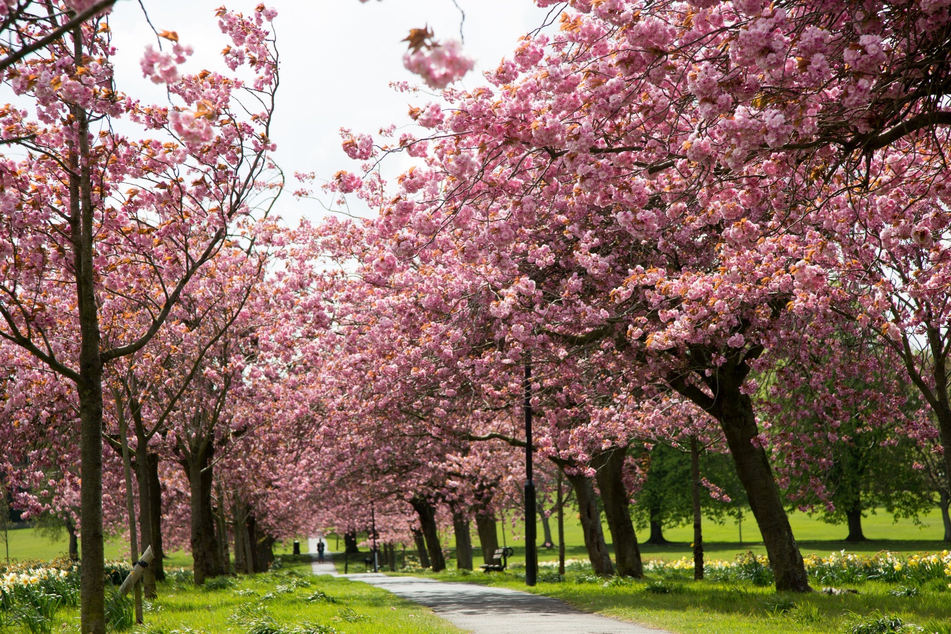 Flowering Trees for Sale | FastGrowingTrees.com