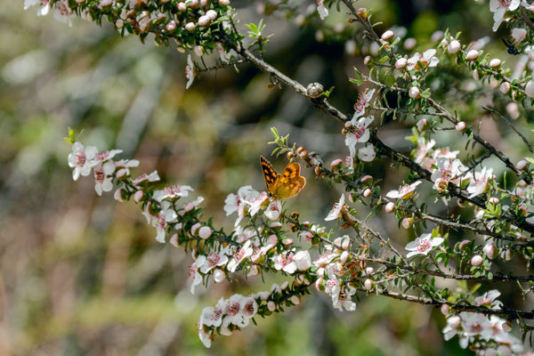 Butterfly Garden