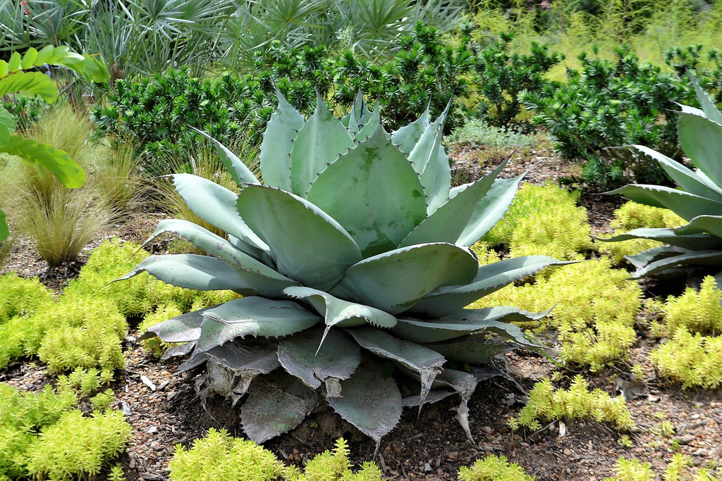 Texas Trees and Plants