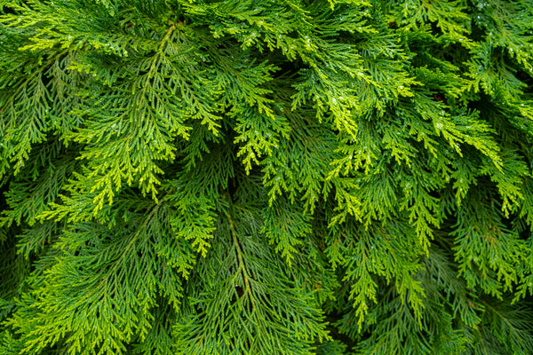 cedar tree