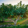 Celeste Fig Tree