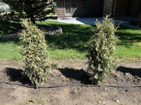 crispy thuja trees