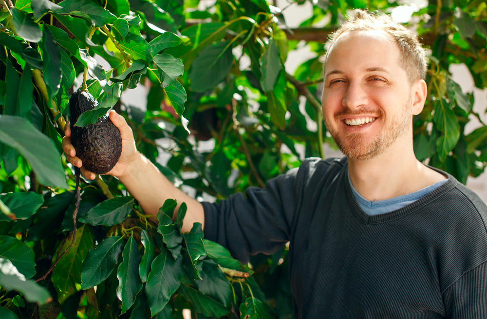 Avocado Trees