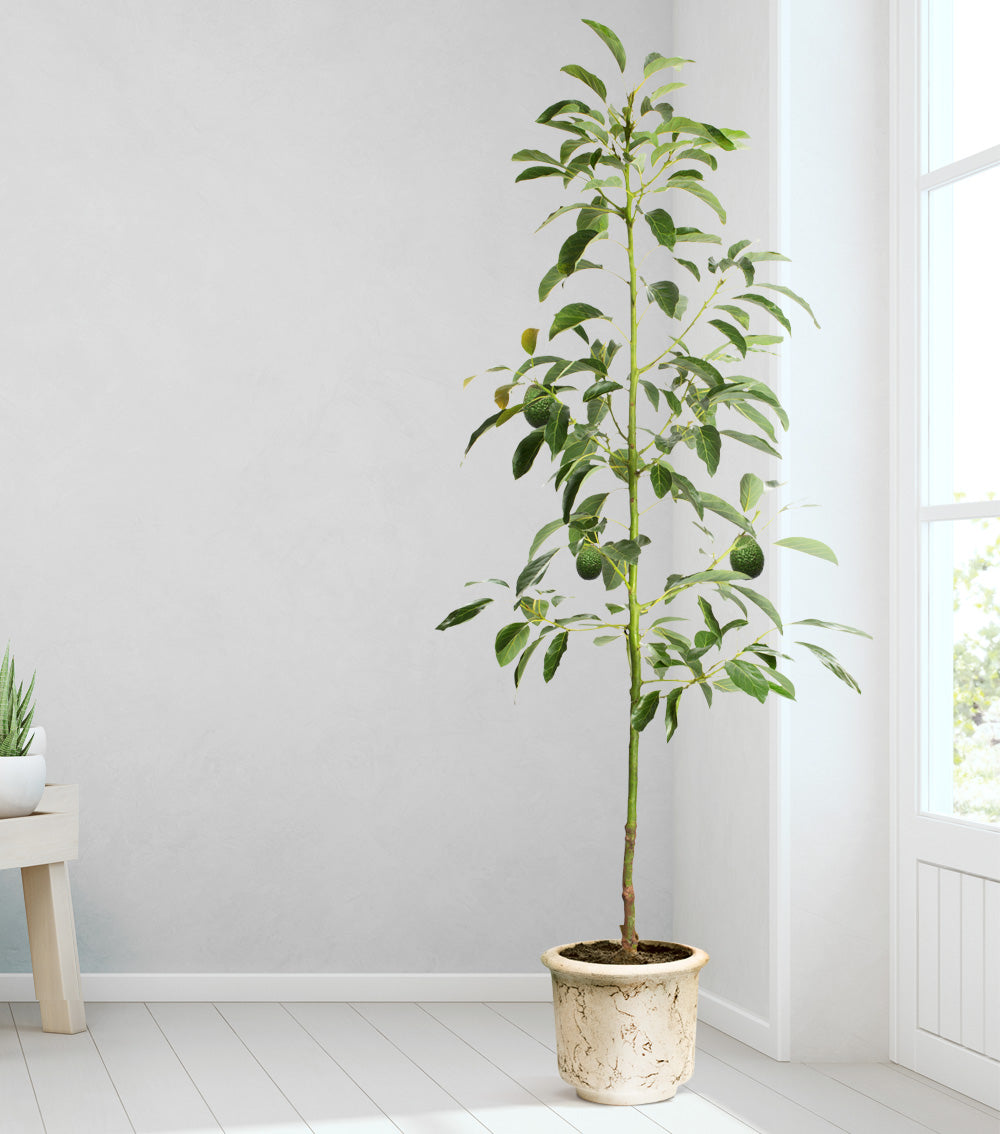 Avocado Trees Indoors