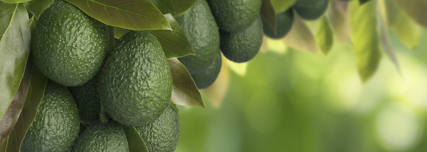 avocados on a tree