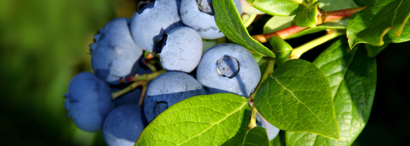 Blueberry bush