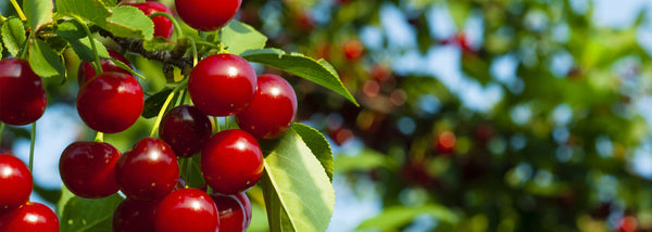 Fruiting Cherry Trees : Cherry Fruiting :: Melinda Myers - Check spelling or type a new query.