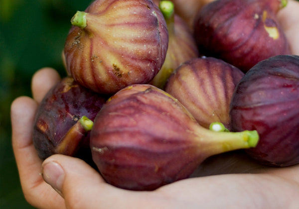 Fresh Figs