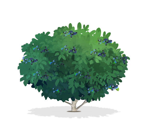 Highbush blueberry illustration
