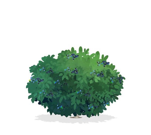 lowbush blueberry illustration