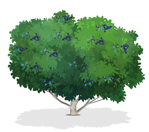 Rabbiteye blueberry illustration