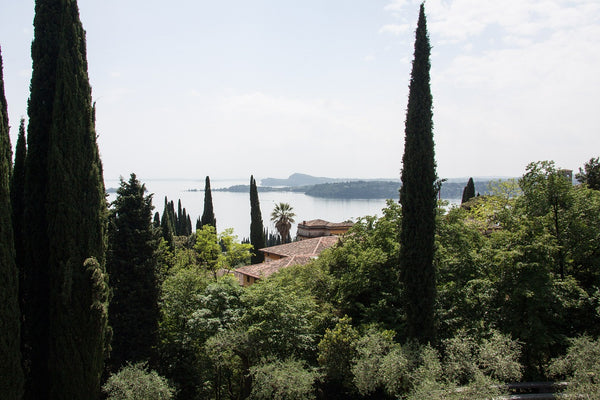 Italian Cypresses and Columnar Trees