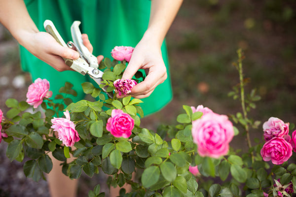 deadheading flowers