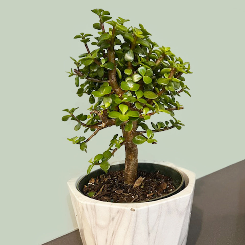 Dwarf Jade Plants for Sale | FastGrowingTrees.com