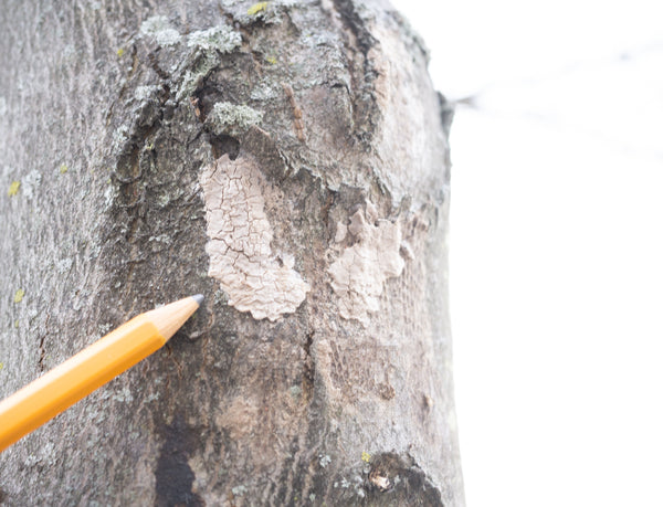 Pointing at lanternfly egg masses on tree to destroy in late fall