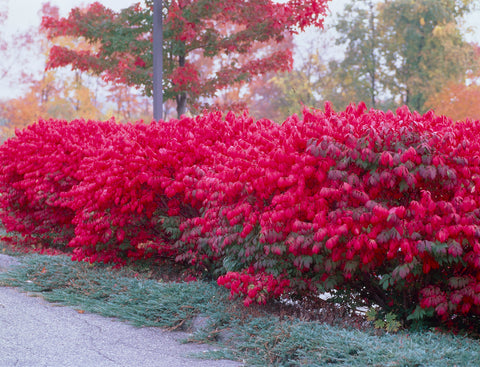 Burning Bush with vibrant red leaves in a park setting