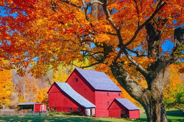 Shade Trees