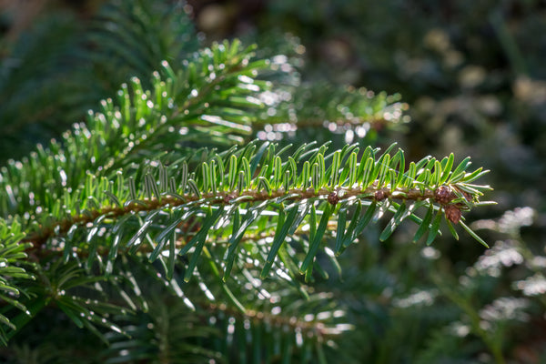 fir tree