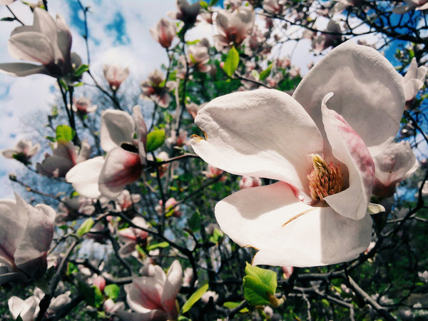 Magnolias