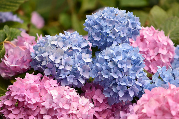 Caring for Hydrangeas