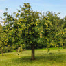 Golden Delicious Apple Tree