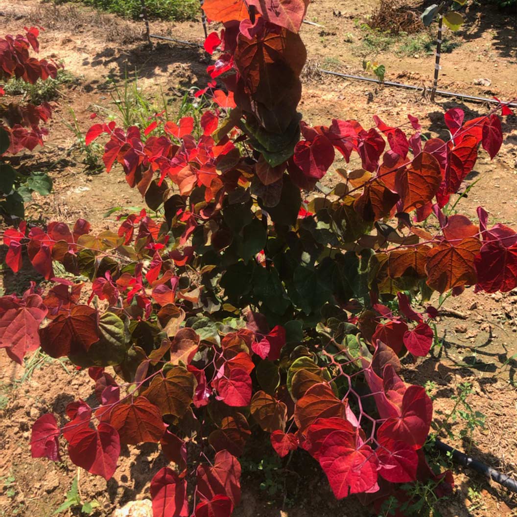 Hearts A'Fire™ Redbud Tree