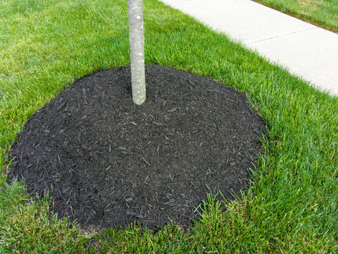 Mulch mounded too close to tree trunk on a green lawn, risking tree’s health.